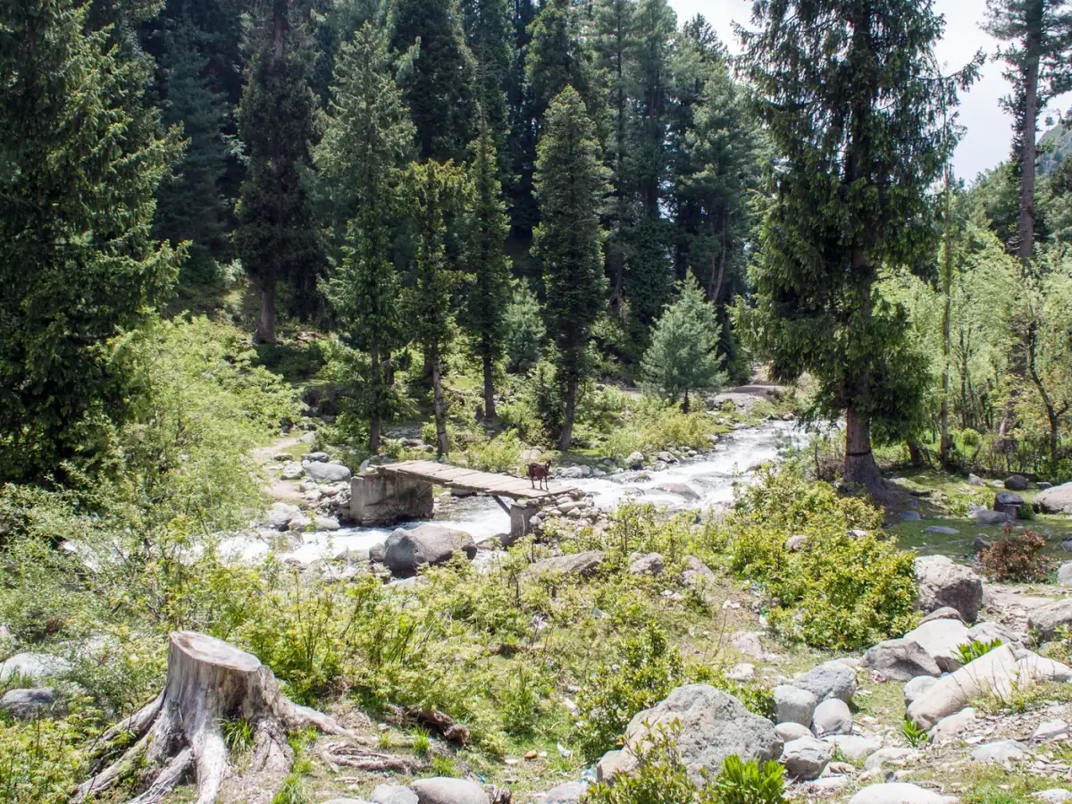 A mountain stream running through conifer forest at Daksum