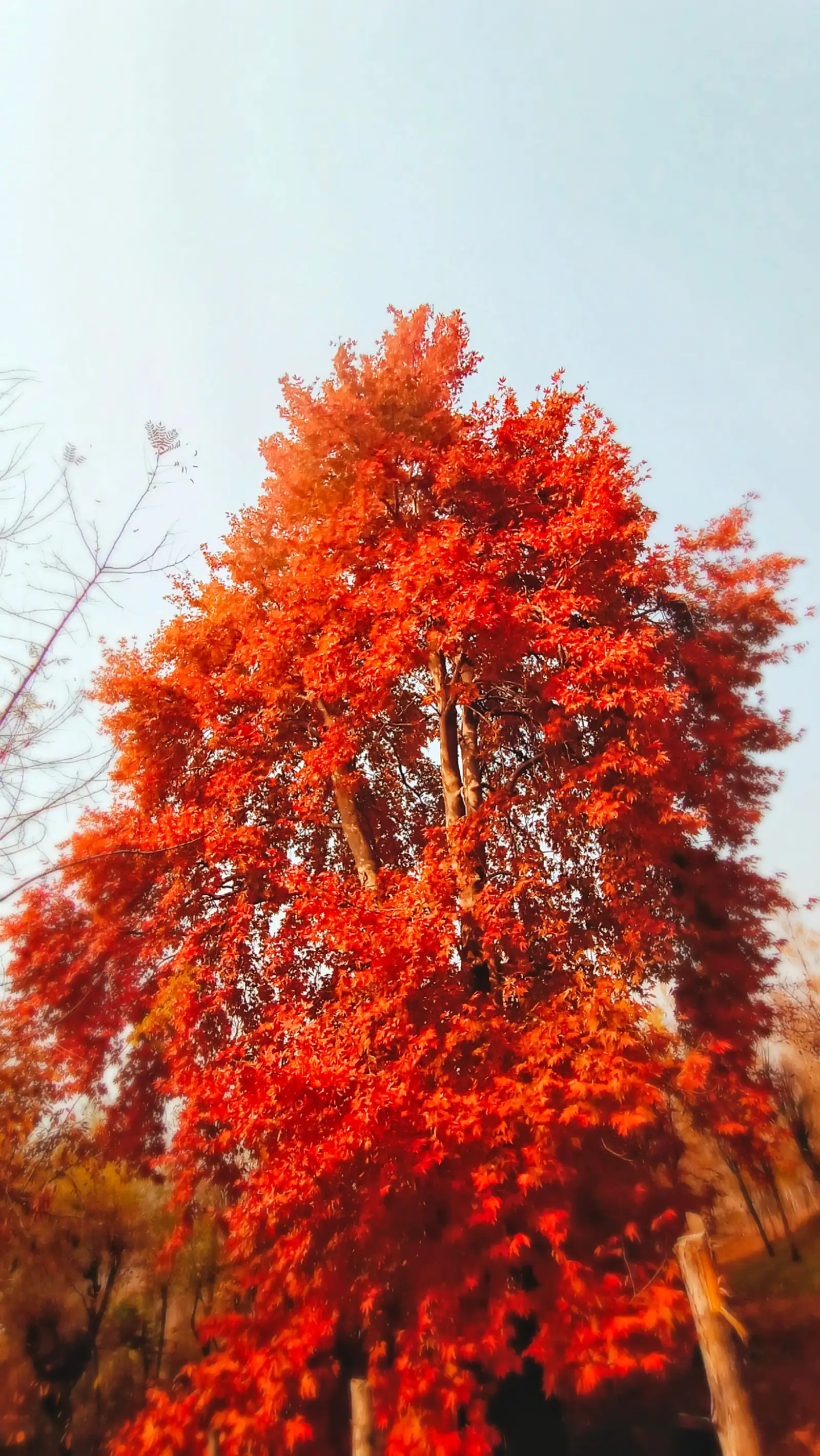 A chinar tree in autumn colours in Kashmir