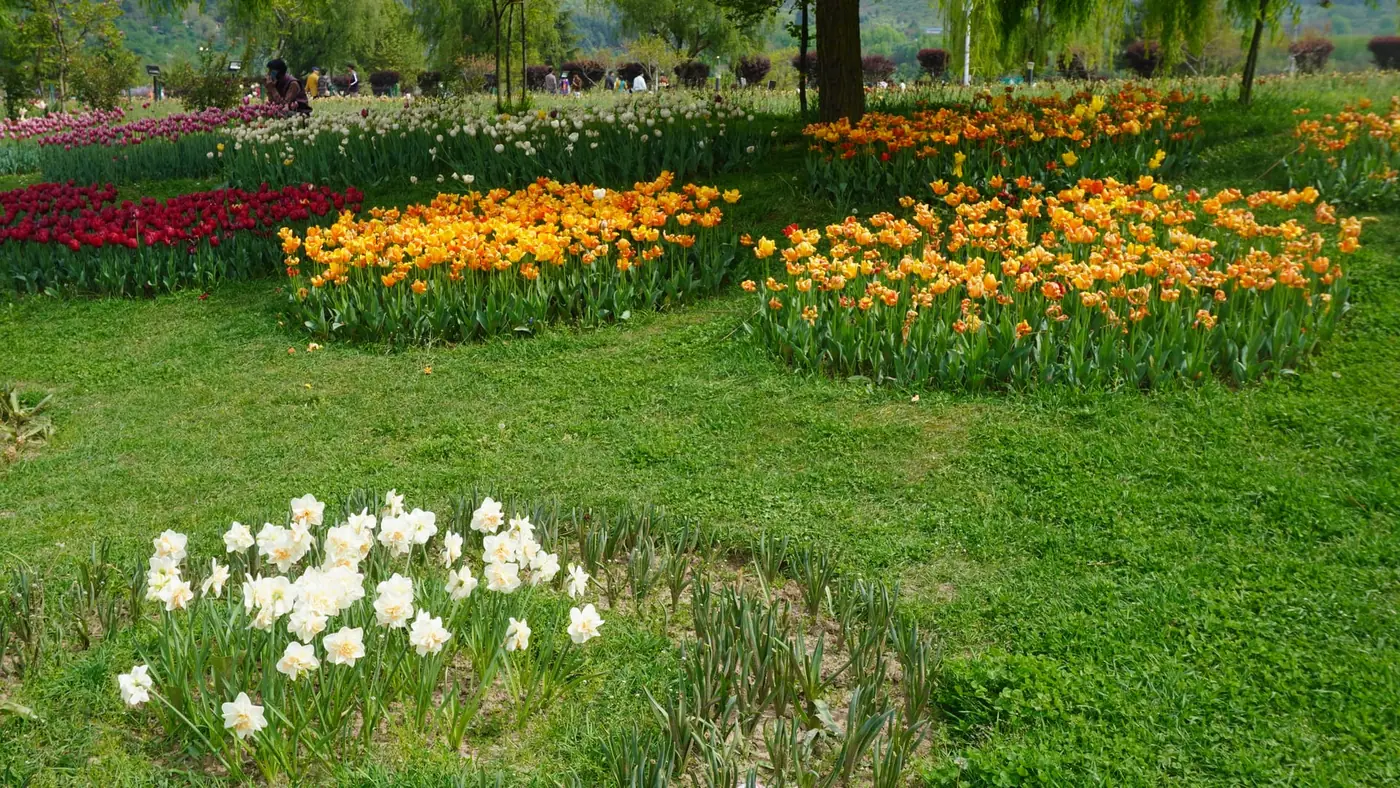 Tulips in bloom in a Srinagar garden