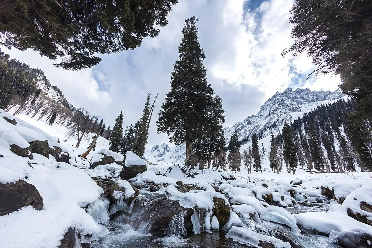 A snowy forest trail in Kashmir in winter