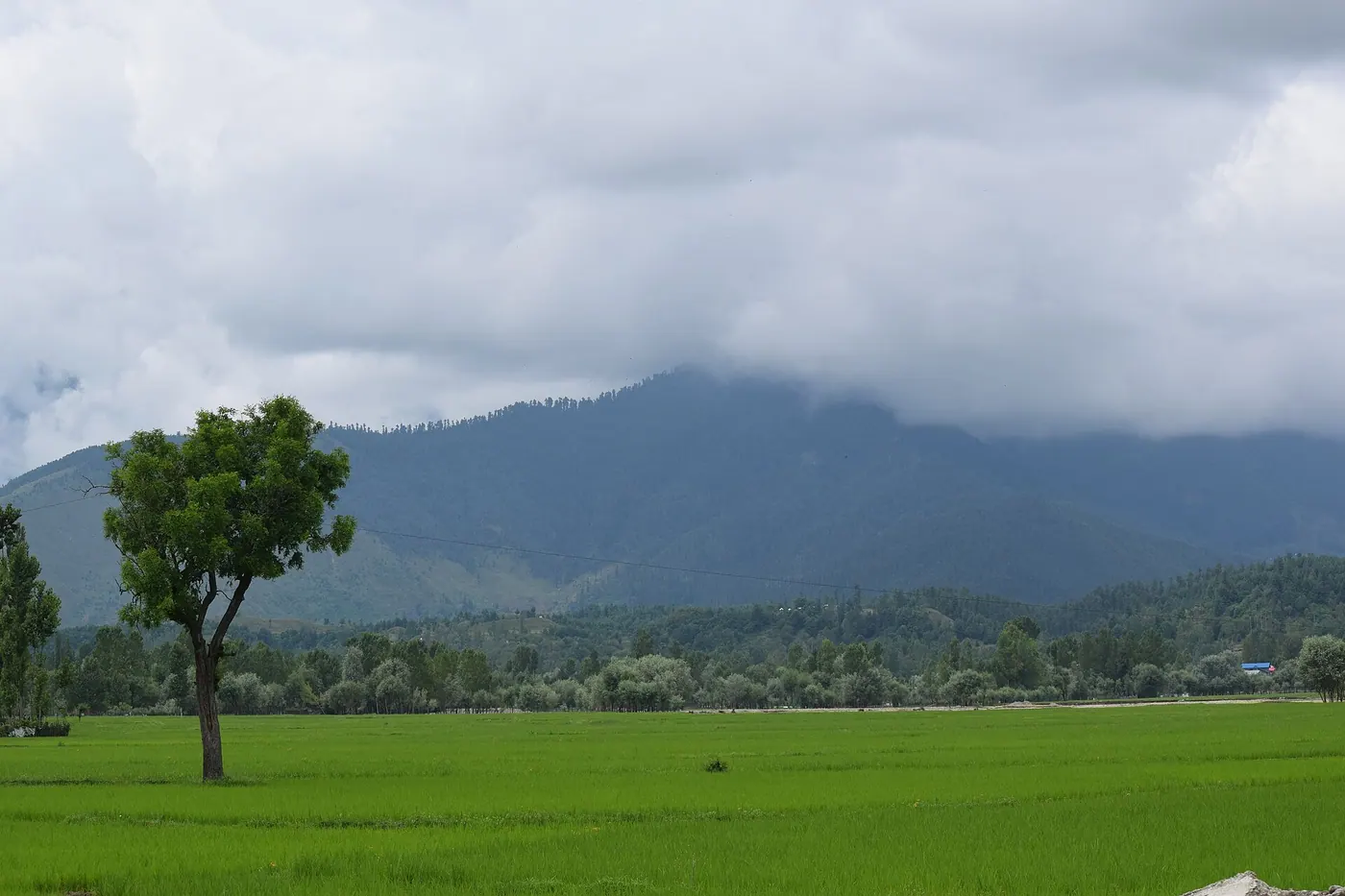 Green paddy fields below forested hills in Lolab Valley