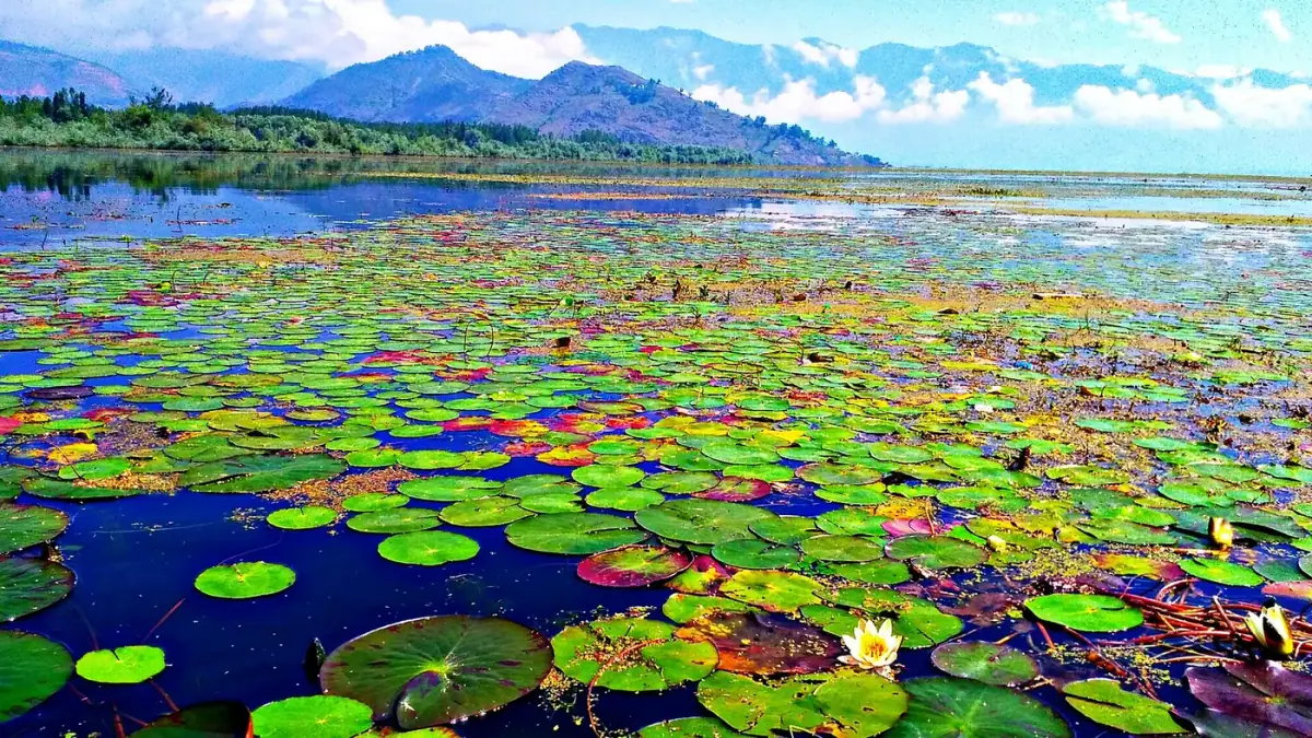 Water lilies spreading across Wular Lake with hills beyond